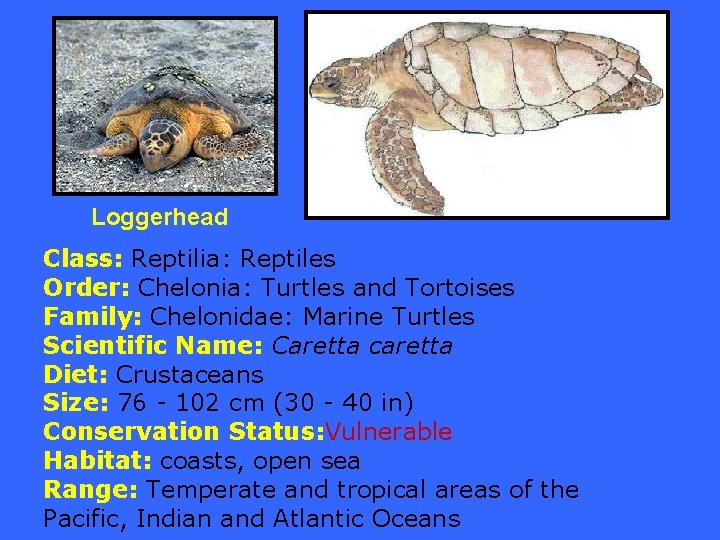 Loggerhead Class: Reptilia: Reptiles Order: Chelonia: Turtles and Tortoises Family: Chelonidae: Marine Turtles Scientific