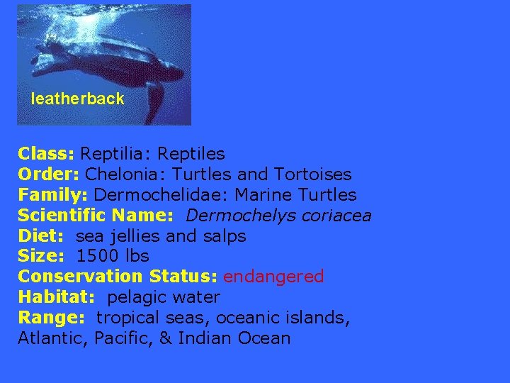 leatherback Class: Reptilia: Reptiles Order: Chelonia: Turtles and Tortoises Family: Dermochelidae: Marine Turtles Scientific