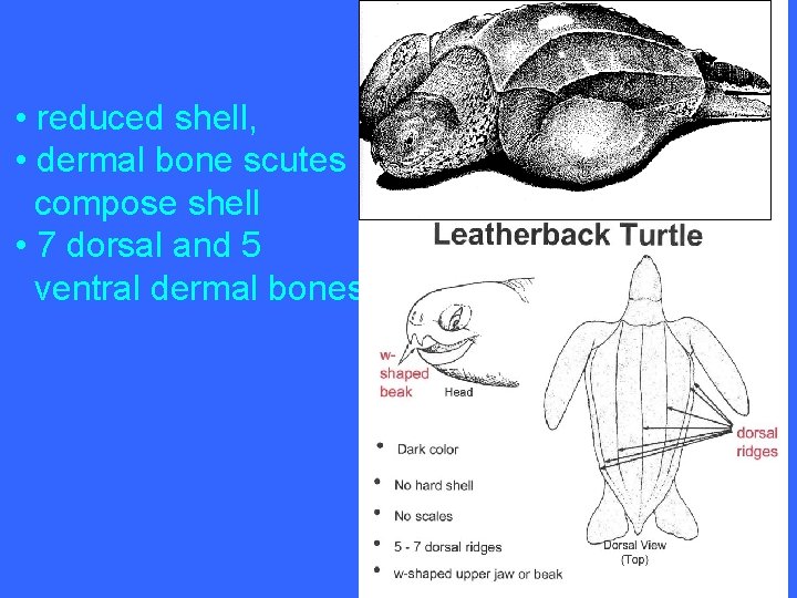  • reduced shell, • dermal bone scutes compose shell • 7 dorsal and