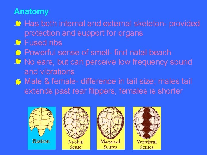 Anatomy Has both internal and external skeleton- provided protection and support for organs Fused