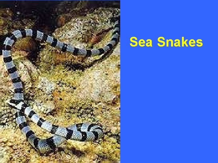 Sea Snakes 