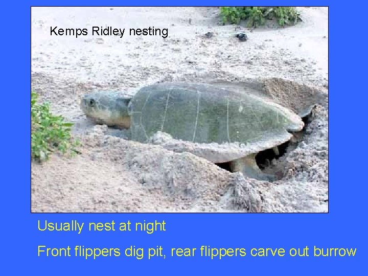 Kemps Ridley nesting Usually nest at night Front flippers dig pit, rear flippers carve