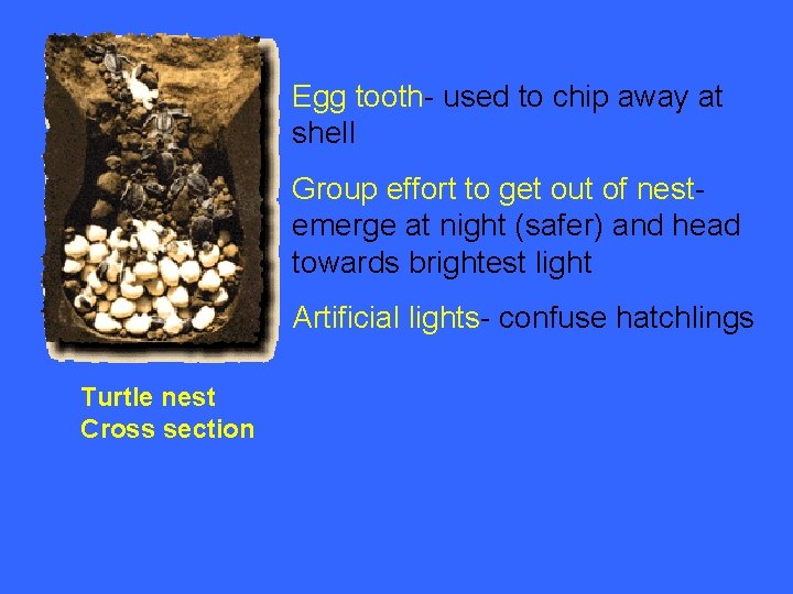 Egg tooth- used to chip away at shell Group effort to get out of