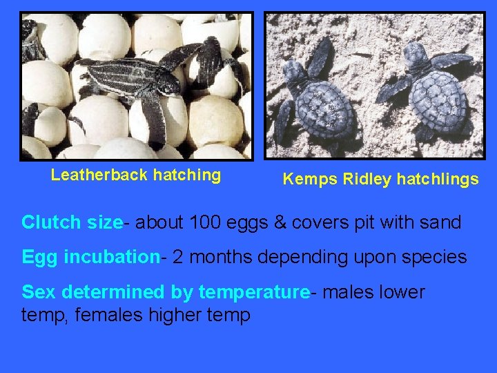Leatherback hatching Kemps Ridley hatchlings Clutch size- about 100 eggs & covers pit with