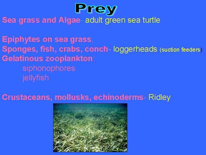Sea grass and Algae- adult green sea turtle Epiphytes on sea grass, Sponges, fish,