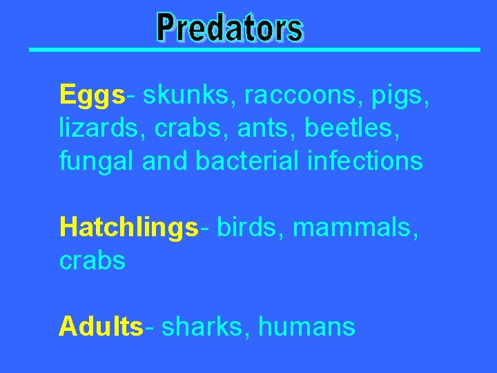 Eggs- skunks, raccoons, pigs, lizards, crabs, ants, beetles, fungal and bacterial infections Hatchlings- birds,