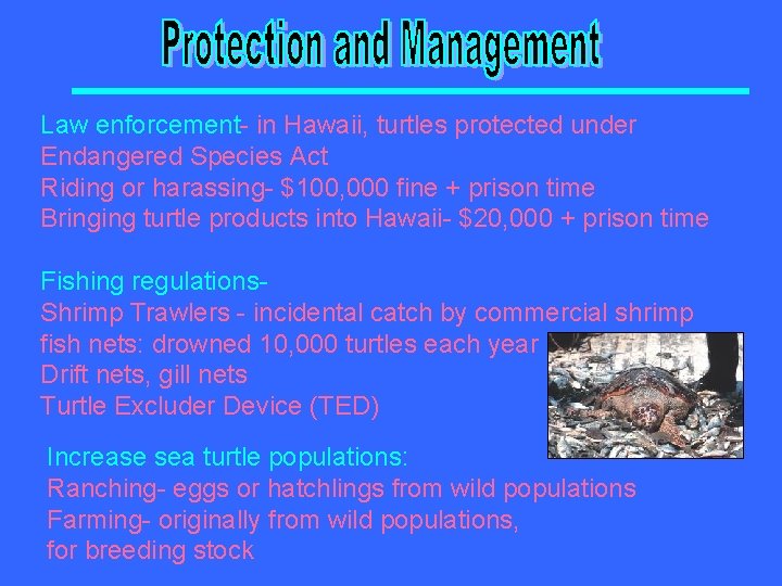 Law enforcement- in Hawaii, turtles protected under Endangered Species Act Riding or harassing- $100,