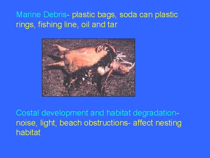 Marine Debris- plastic bags, soda can plastic rings, fishing line, oil and tar Costal