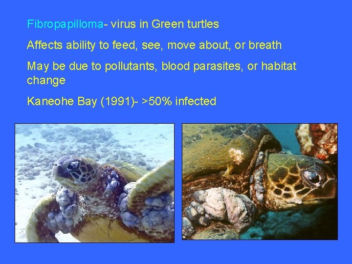Fibropapilloma- virus in Green turtles Affects ability to feed, see, move about, or breath