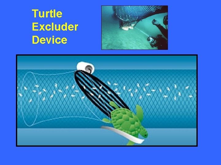 Turtle Excluder Device 