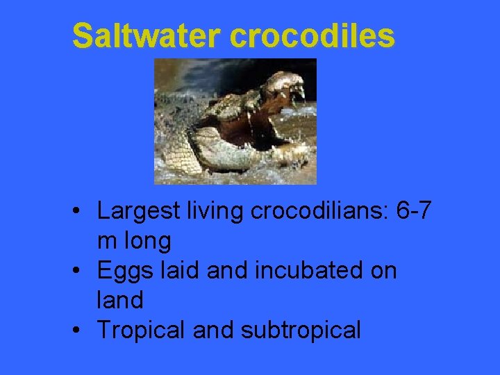 Saltwater crocodiles • Largest living crocodilians: 6 -7 m long • Eggs laid and