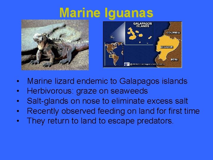 Marine Iguanas • • • Marine lizard endemic to Galapagos islands Herbivorous: graze on