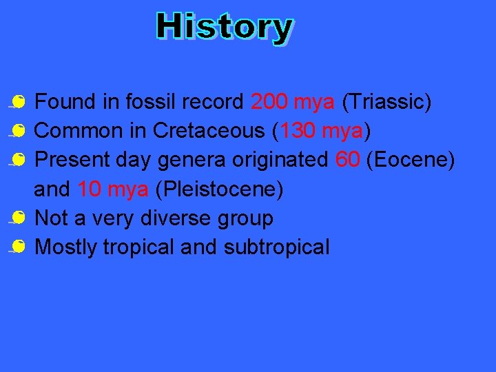 Found in fossil record 200 mya (Triassic) Common in Cretaceous (130 mya) Present day