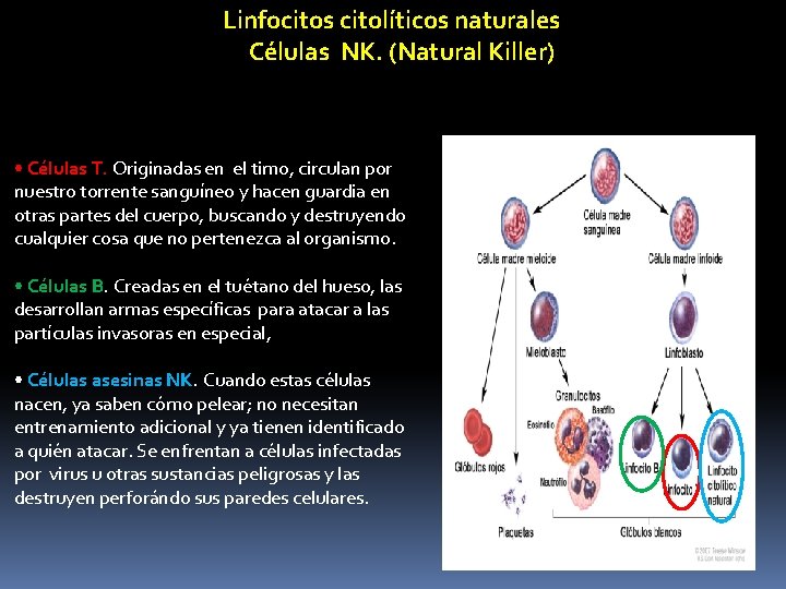 Linfocitos citolíticos naturales Células NK. (Natural Killer) • Células T. Originadas en el timo,