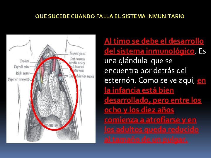 QUE SUCEDE CUANDO FALLA EL SISTEMA INMUNITARIO Al timo se debe el desarrollo del