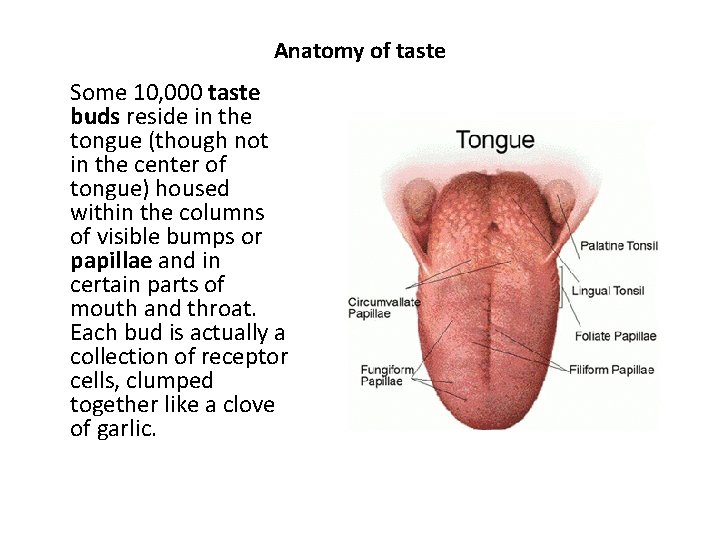 Anatomy of taste Some 10, 000 taste buds reside in the tongue (though not