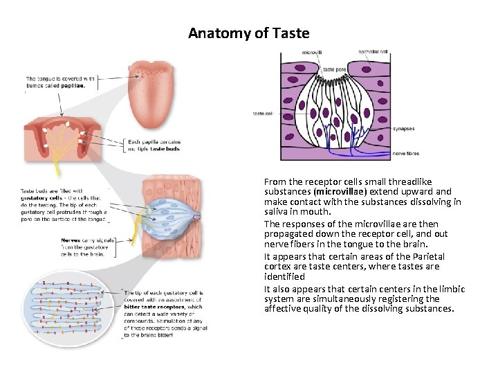 Anatomy of Taste From the receptor cells small threadlike substances (microvillae) extend upward and