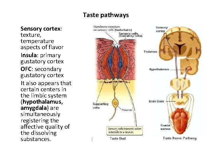 Taste pathways Sensory cortex: texture, temperature aspects of flavor Insula: primary gustatory cortex OFC: