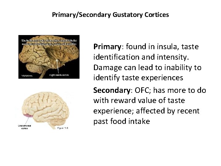 Primary/Secondary Gustatory Cortices Primary: found in insula, taste identification and intensity. Damage can lead