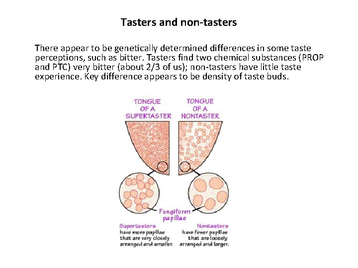Tasters and non-tasters There appear to be genetically determined differences in some taste perceptions,