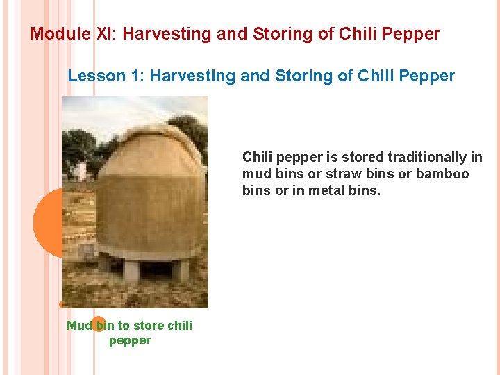 Module XI: Harvesting and Storing of Chili Pepper Lesson 1: Harvesting and Storing of