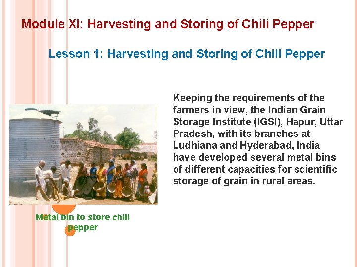 Module XI: Harvesting and Storing of Chili Pepper Lesson 1: Harvesting and Storing of