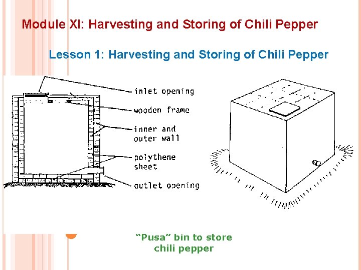 Module XI: Harvesting and Storing of Chili Pepper Lesson 1: Harvesting and Storing of