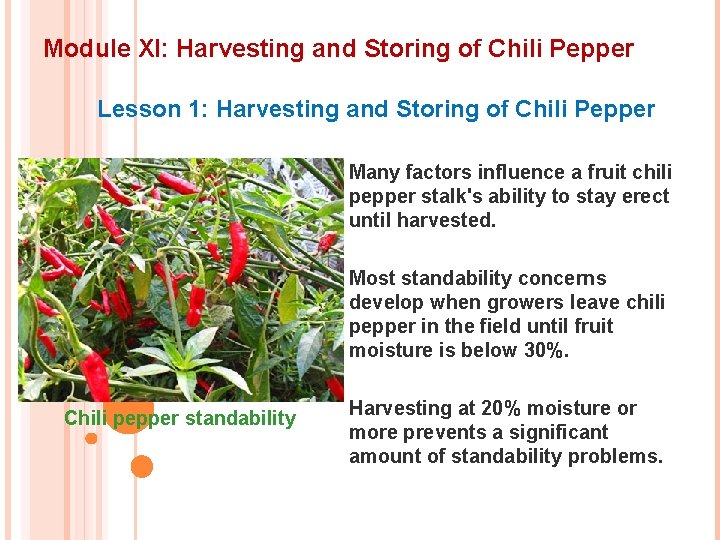 Module XI: Harvesting and Storing of Chili Pepper Lesson 1: Harvesting and Storing of