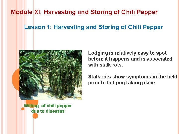 Module XI: Harvesting and Storing of Chili Pepper Lesson 1: Harvesting and Storing of
