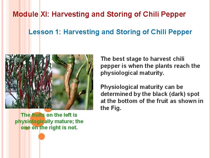 Module XI: Harvesting and Storing of Chili Pepper Lesson 1: Harvesting and Storing of