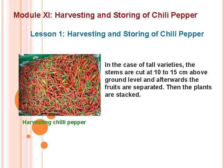 Module XI: Harvesting and Storing of Chili Pepper Lesson 1: Harvesting and Storing of