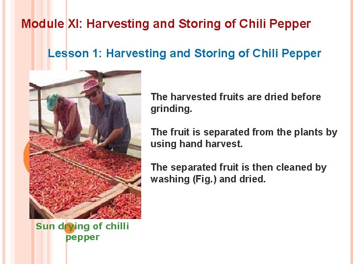 Module XI: Harvesting and Storing of Chili Pepper Lesson 1: Harvesting and Storing of