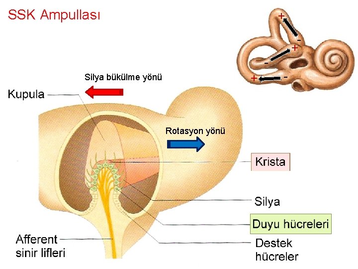 SSK Ampullası + + + Silya bükülme yönü Rotasyon yönü - 