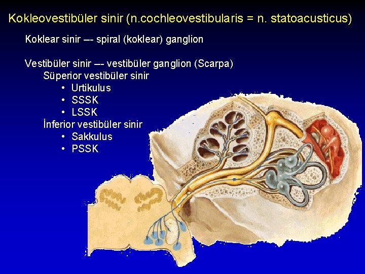 Kokleovestibüler sinir (n. cochleovestibularis = n. statoacusticus) Koklear sinir --- spiral (koklear) ganglion Vestibüler