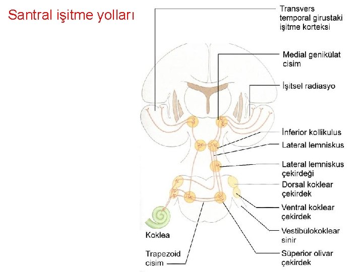 Santral işitme yolları 