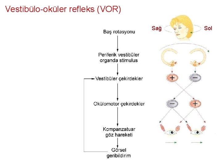 Vestibülo-oküler refleks (VOR) Sağ Sol 