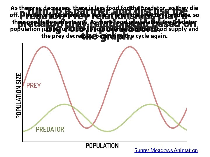 Turn to a partner and discuss the Predator/Prey relationships play a predator/prey relationship based