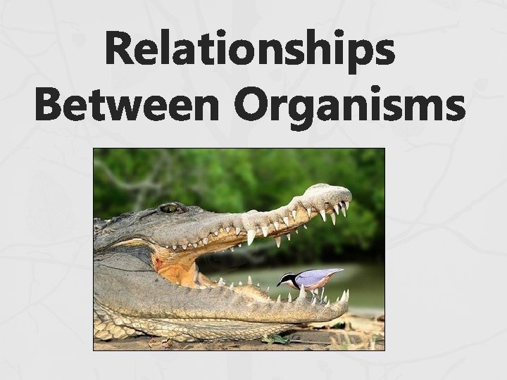 Relationships Between Organisms 