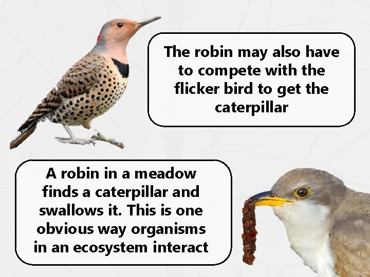 The robin may also have to compete with the flicker bird to get the