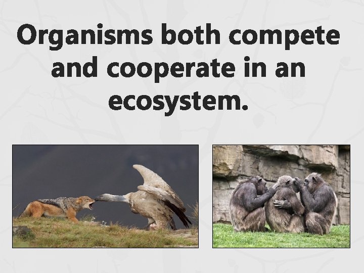 Organisms both compete and cooperate in an ecosystem. 