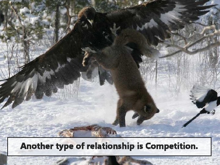 Another type of relationship is Competition. 