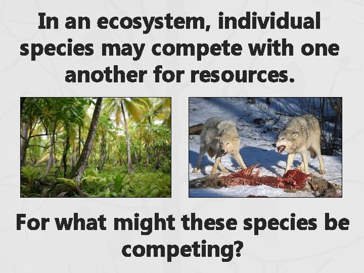 In an ecosystem, individual species may compete with one another for resources. For what