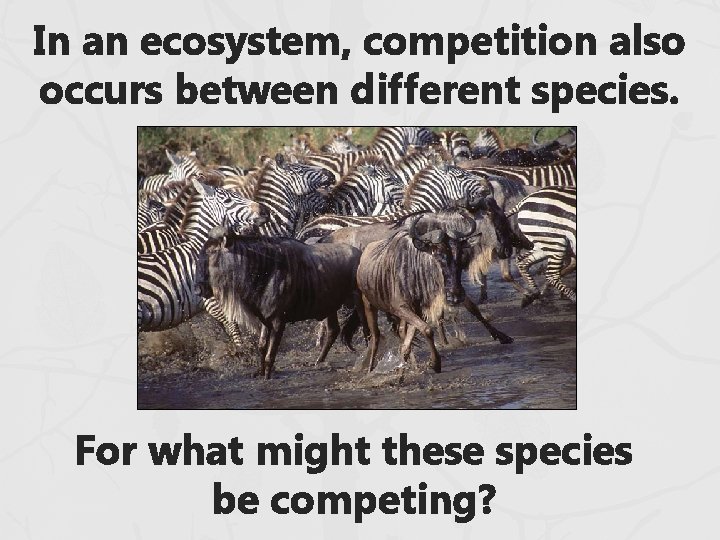 In an ecosystem, competition also occurs between different species. For what might these species