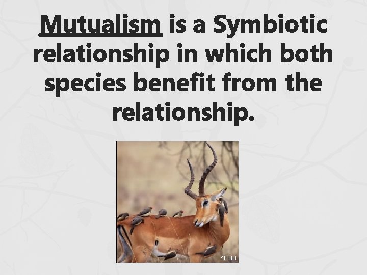 Mutualism is a Symbiotic relationship in which both species benefit from the relationship. 