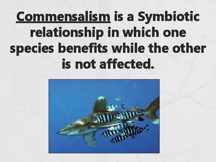 Commensalism is a Symbiotic relationship in which one species benefits while the other is