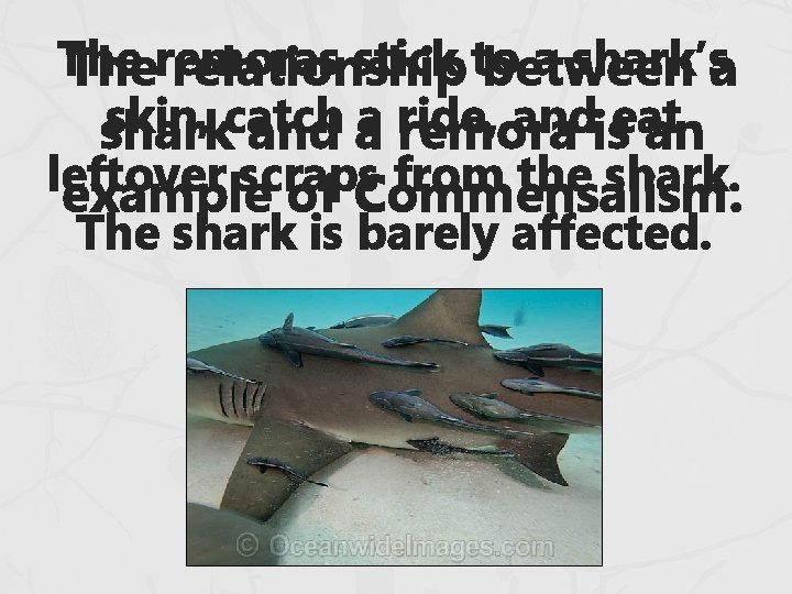 The stick to a shark’sa Theremoras relationship between skin, catch andiseat shark and aa