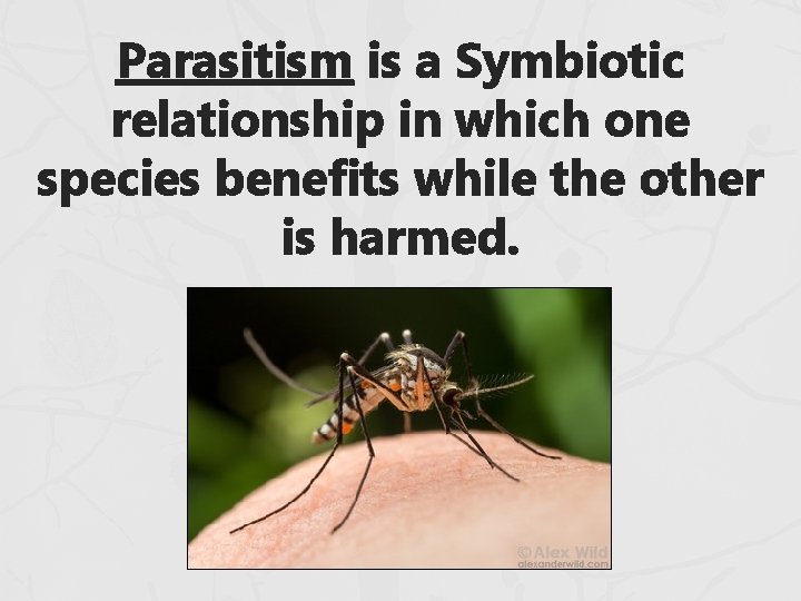 Parasitism is a Symbiotic relationship in which one species benefits while the other is