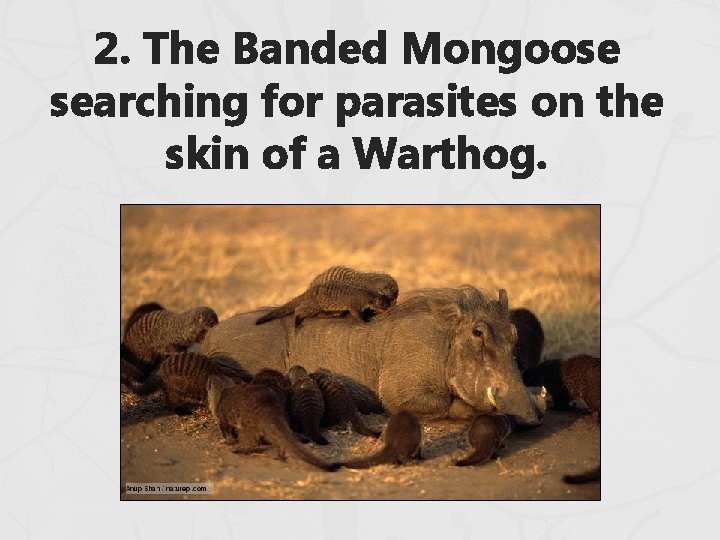 2. The Banded Mongoose searching for parasites on the skin of a Warthog. 