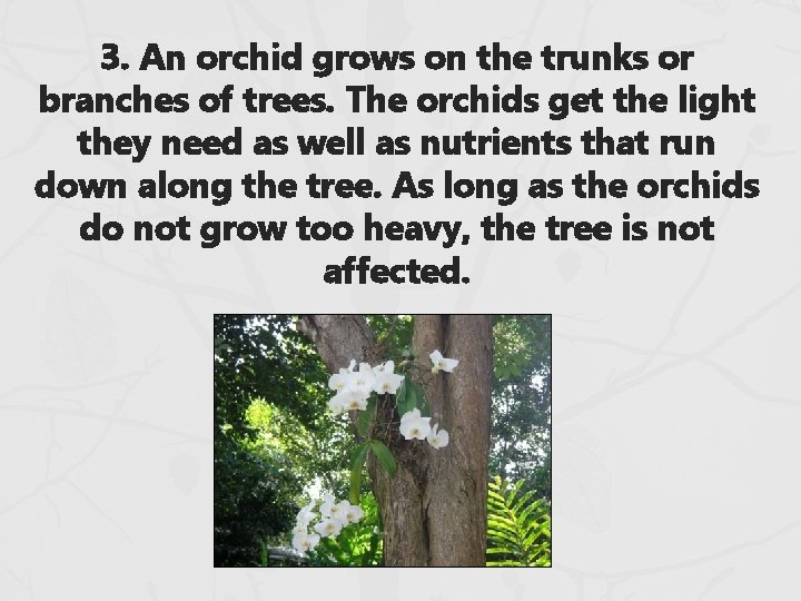 3. An orchid grows on the trunks or branches of trees. The orchids get