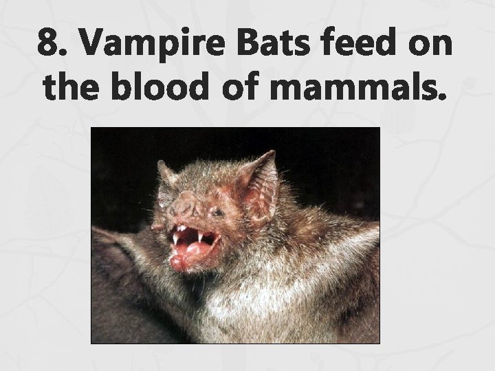 8. Vampire Bats feed on the blood of mammals. 